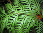 Woodwardia orientalis ssp formosana  
